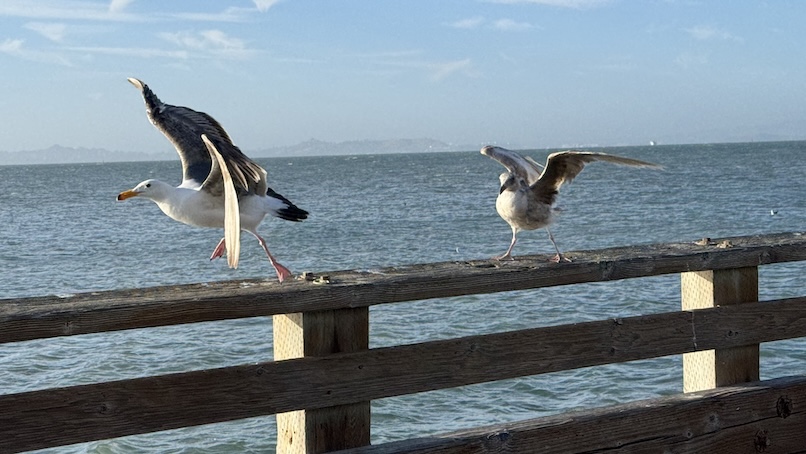 Seabird near the water in San Francisco